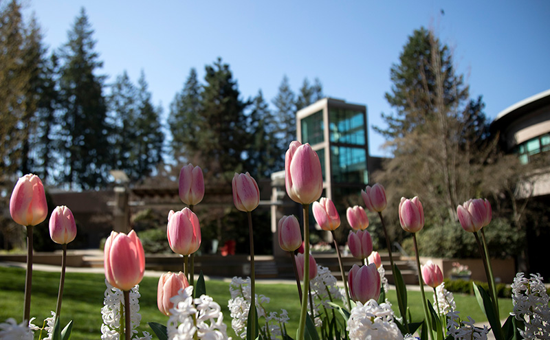 Cedar Courtyard with Library Building in the background